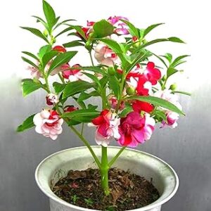 Zabbus Seeds Balsam Mixed Colour Flower Seeds Hybrid F1 Seeds All Season for Home Garden (50 Seed)