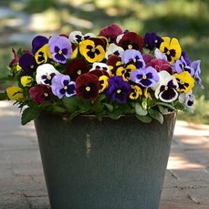 Zabbus Seeds Pansy Mixed Colour Flower Seeds Hybrid F1 Seeds for Home Garden All Season (100 Seeds)