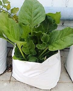 Golden Hills Farm High Yield spinach,Palak,Desi Palak Beej,Palki Seed Palakura 2000+ Seeds