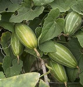 Parval seeds(25 seeds)