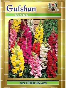 Gulshan Seed Farm Antirrhinum Snapdragon Flower Seeds - 25+ Seed, 0.80g | High-Germination, Winter & Spring Blooming grain for Terrace, Balcony & Home Gardens | Vibrant, Easy-to-Grow Non-GMO