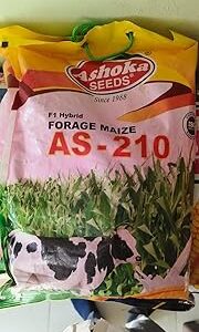 F1 Hybrid Ashoka Seeds Forage Maize AS 210 4Kg