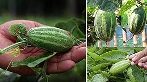 18 seeds, Parval seeds, Germination tested (18 seeds)