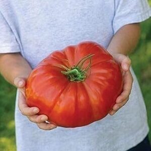 VibeX Big Tomato Seeds Garden Yard Farm -250 Seeds