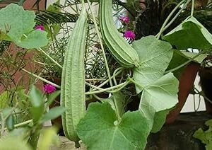 GREEN AGROFARMS Generic Ridge Gourd Seeds, Organic Climbing Vine Vegetable Plant, Green, Natural, 20 Count, Outdoor Growing, Full Sun Exposure, Well-Draining Soil pack of 25
