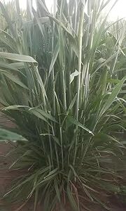 rootNrise Devender Farm DG 09 Israel Wheat Grass Seeds, High Yield, 500 g