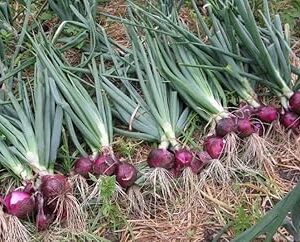 Chikoo seeds, High germination (10 Seeds)