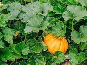 Big pumpkin seeds for planting high germination (20 seeds)