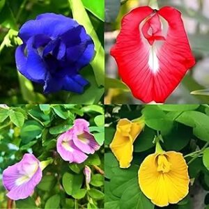 (35 Seeds Pack) Butterfly Aparajita Pea Seeds, Multicolour Double & Single Petals, Medicinal Flower Plant Creeper, for Your Home Garden