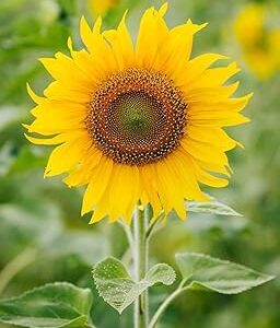 Sunflower Seeds for Garden Planting, High Yield Seeds | 50 seeds per pack