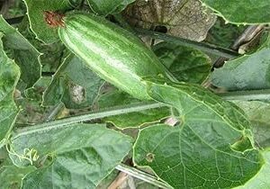 Parval seeds(10 seeds)