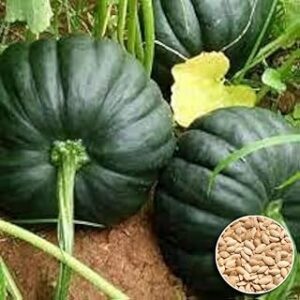 Organic High-Germination Pumpkin Seeds (15 Seeds) - Ideal for Thriving Home and Terrace Gardens with Robust Growth and Abundant Harvests