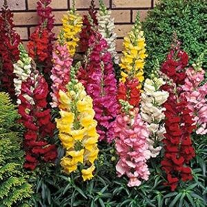 S.G.U. ANTIRRHINUM Extra Dwarf Mix Hybrid Seeds (75 seeds per pct)