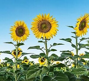 Sunflower Seeds for Garden Planting, High Yield Seeds | 51 seeds per pack