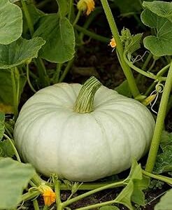 Organic Farming Seeds Pumpkin Kaddu for Agricultural Use and Home Cultivation Pack of 50