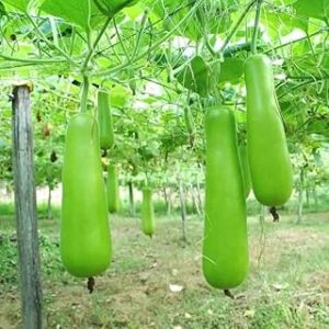High-Yield Hybrid Bottle Gourd Seeds for Organic Farming (Pack of 40)