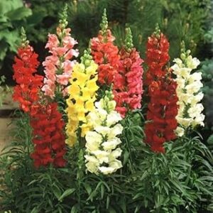 Snapdragon seeds || 50 seeds
