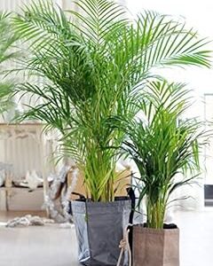 Creative Farmer Areca Lutscence Ornamental Plant Seeds (Pack of 5 Seeds)