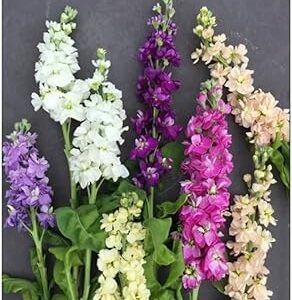 Stock Double Mix Seeds F1 Hybrid Seeds 100% Germination Sweet Fragrance & Terrace Garden (20 Seeds in Packet)