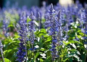 Abundant Yield Hyssop Herb Seeds for Kitchen Gardening-25 Seeds