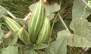 Parval seeds, High germination (15 seeds)