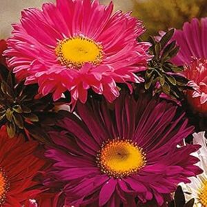 M-Tech Gardens New Rare Hybrid Aster " Super Chinensis " Exotic 30 Seeds for Growing