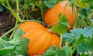 White pumpkin seeds for planting high germination (20 seeds)