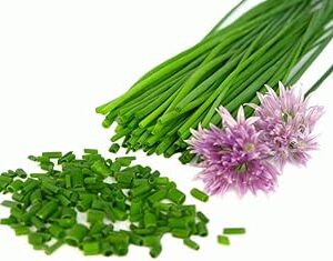 Creative Farmer Herb Seeds Home Depot - Allium Schoenoprasum Chives Herb Kitchen Garden Pack