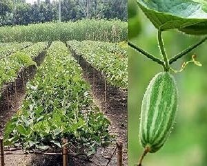 Parwal plant seeds || Seeds for parwal plant (20 seeds)