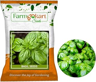 Farmgokart ~ Basil Green Large Leaf Planting Seeds – ideal for both home gardening, Open farming, and Poly Houses, (Appx Seed Count : 2500 Seeds- 5 Grams)
