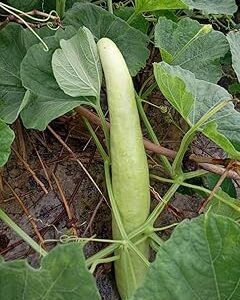 Dseedsesi bottle gourd, High germination (45 seeds)