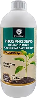 OrganicDews Phosphate Solubilizing Bacteria PSB (2x10^8 CFU/ML) Bio Inoculum Fertilizer (1 litre) for Plants - Faster Root Growth and Better Nutrient Uptake - Phosphodews 1 Litre