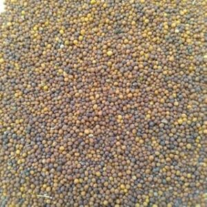 Kohlrabi Seed||Healthy Turnip/salgom/OlkopiSeed||50Piece Organic Seed for Indoor/Outdoor Home gardening||vegitable seed (Pack of-1) A_29