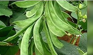 Sem fali seeds for garden,Vegetale seeds 100% germination (10 seeds)