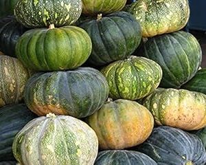Creative Farmer Pumpkin Seeds Hybrid Vegetable Seeds For Planting-20 Seeds