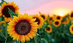 Sunflower Seeds for Garden Planting, High Yield Seeds | 79 seeds per pack