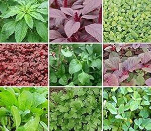 Green Combo Traditional Seeds (Pack of 9 Types of Greens) - GardenHunt