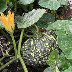 Big pumpkin seeds for planting high germination (100 seeds)