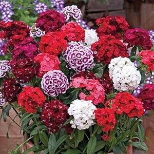 Sweet William Flower Plants Pack of 50 Seeds | By Zabbus