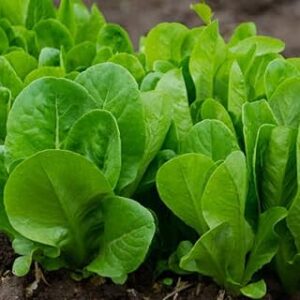 GREEN AGROFARM Spinach Seeds, Green Leafy Vegetable Plant Seeds for Garden, Outdoor Growing, Full Sun Exposure pack of 40