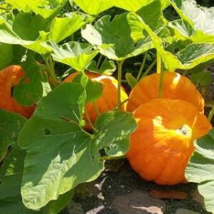 Pumpkin seeds for growing 100% germination (50 seeds)