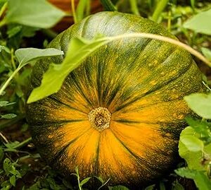 Natura GreenHouse Hybrid Very Big Size pumpkin 25 Seeds For Planting Home And garding