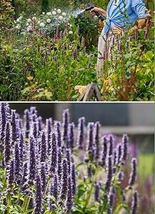 Heat Tolerant Purple Giant Hyssop Herb Seeds for Terrace Gardening-150 Seeds