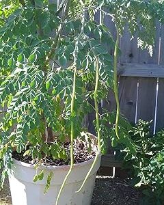 Sajne seeds || 10 Seeds