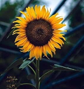 Sunflower Seeds for Garden Planting, High Yield Seeds | 78 seeds per pack