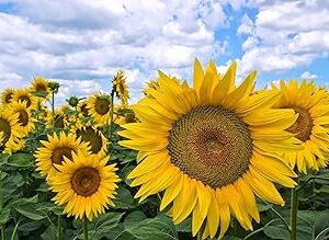 Sunflower Seeds for Garden Planting, High Yield Seeds | 77 seeds per pack