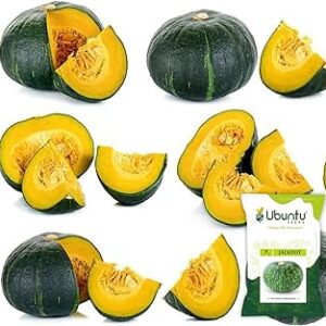 Pumpkin Seeds for Home Garden & Terrace Gardening | Indoor & Outdoor Vegetable Seeds | Green Pumpkin | Large Melon | Kaddu Organic & Hybrid Vegetable Seeds | Kumbalanga Kitchen Farming (Jackpot)