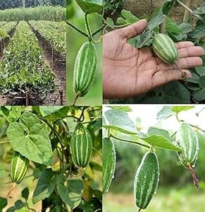 Parwal seeds hybrid all seasons plant biij Parval pointed gourd vegetable hybrid seeds pack of 10