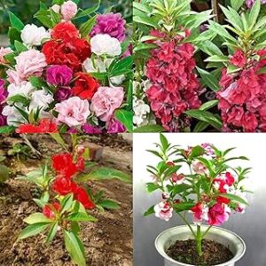 Blossom burst flower seeds mix colour Balsam seeds multi flower blossom burst 70 seeds