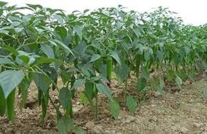 Mall~Kerala : 500 Seeds of Hybrid Chilli Pepper High Yield Green long Variety Best for Pot Container Terrace Balcony Poly House Growing Sowing